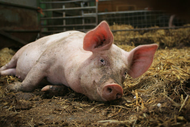Свиньи нуждаются в достаточном естественном освещении, положительно влияющем на биологические процессы в организме животного