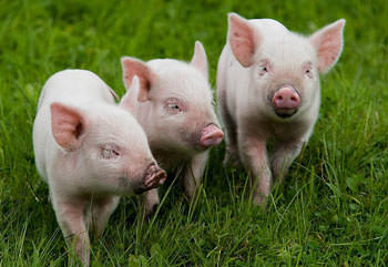 Разведение свиней – занятие не особо сложное и очень прибыльное