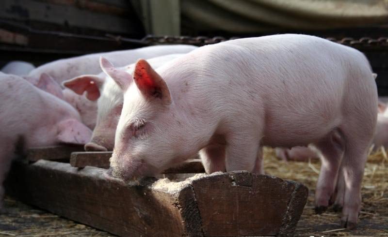 Откорм свиней на мясо нужно начинать в три месяца и заканчивать к восьмому месяцу