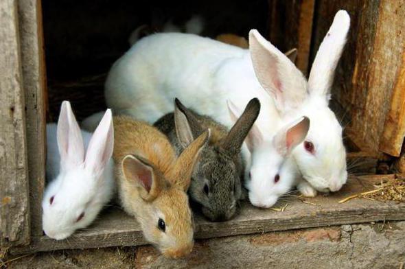 бизнес план по разведению кроликов