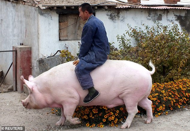 China is said to be breeding giant pigs as big as polar bears that weigh more than 1,100 pounds to cope with a pork shortage after a swine fever outbreak (stock image)