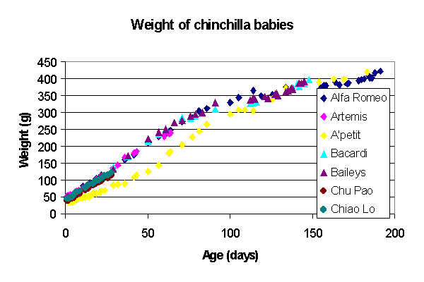 Baby Chinchilla Weight Gain