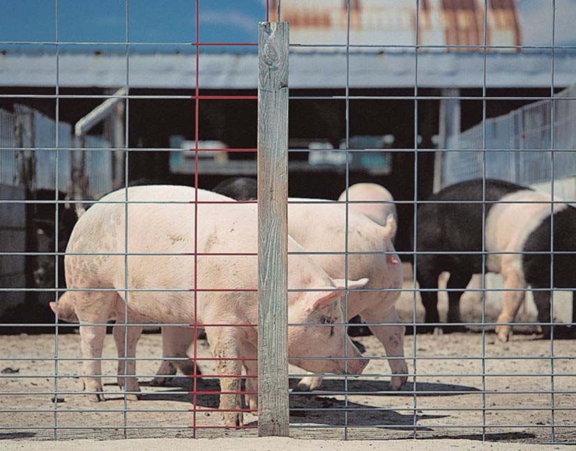 Hog Fencing - about raising pigs