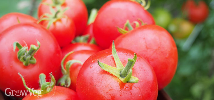 https://s3.eu-west-2.amazonaws.com/growinginteractive/blog/harvesting-tomatoes-2x.jpg