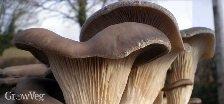 Oyster mushrooms