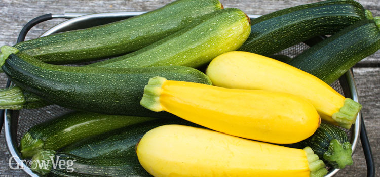 https://s3.eu-west-2.amazonaws.com/growinginteractive/blog/zucchini-sowing-to-harvest-green-yellow-2x.jpg