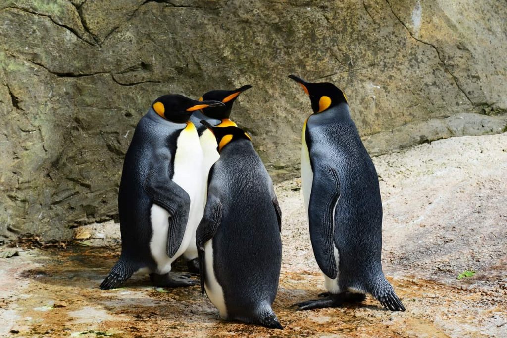 Группа пингвинов