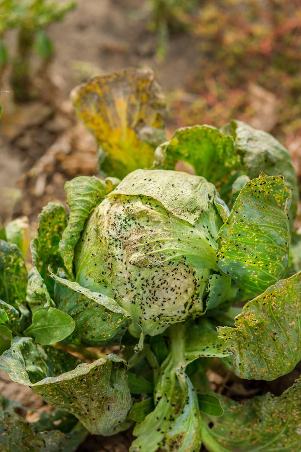 Cabbage eaten by aphids and pests. Loss of crop yield. royalty free stock image
