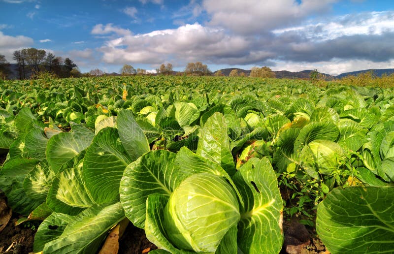 Cabbage field on a bright sunny day stock image