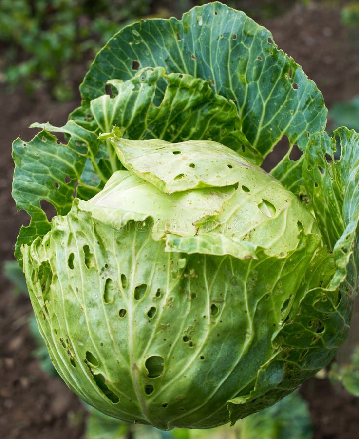 Cabbage in the vegetable garden stock photo