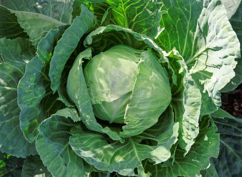 Cabbage yield royalty free stock photo