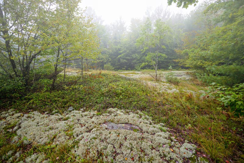 Clearing in the Forest. A rocky area covered in lichen and moss in a clearing of a forest on a foggy day stock photo