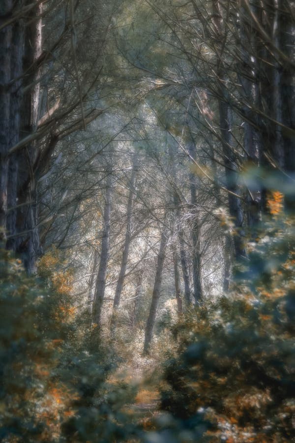Clearing in a forest where sun light is shining through the branches and some haze in the air. Clearing in a forest where sun light is shining through the stock images