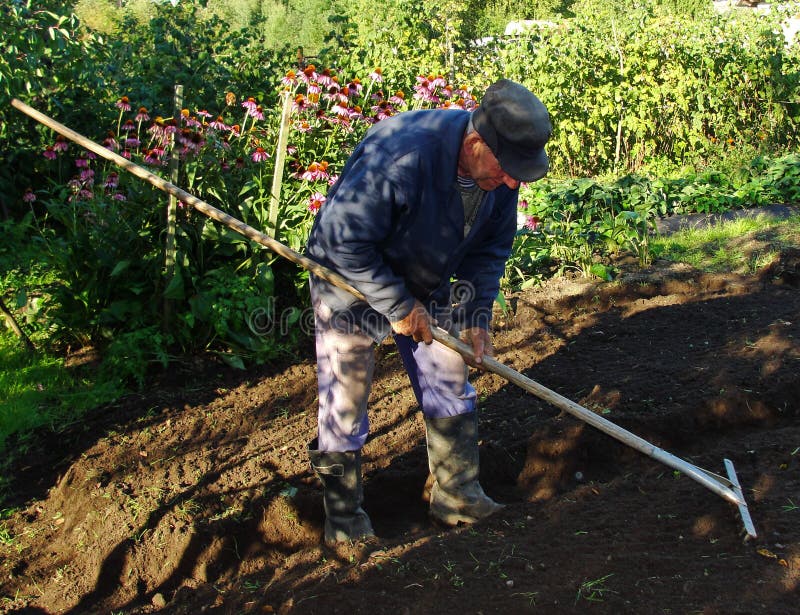An elderly Russian peasant working in the backyard vegetable garden royalty free stock image