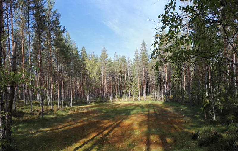 Forest Clearing. A glacial forest clearing at Halgaaleden in Värmland, Sweden royalty free stock photo
