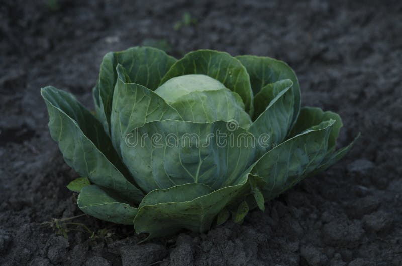 Fresh cabbage head growing on the farm. royalty free stock photo
