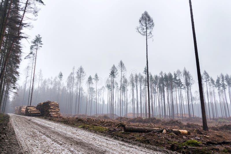 Glade or forest clearing with solitary larch and pine trees at bark beetle calamity area, spruce timber crisis. Foggy day royalty free stock photography