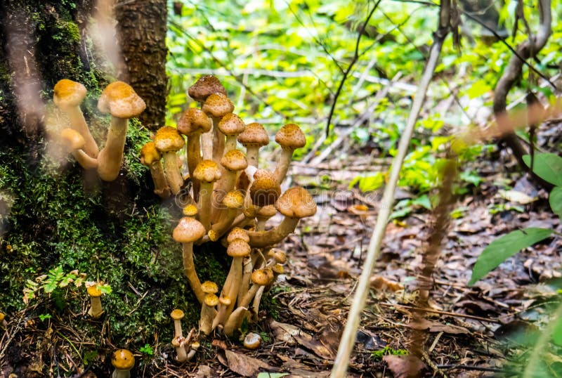 Honey mushrooms growing at tree royalty free stock photo