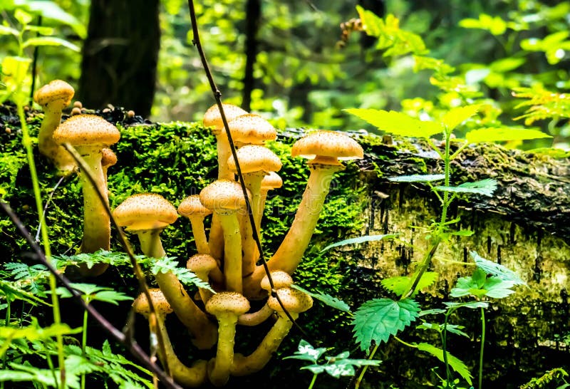 Honey mushrooms growing at tree color stock photos