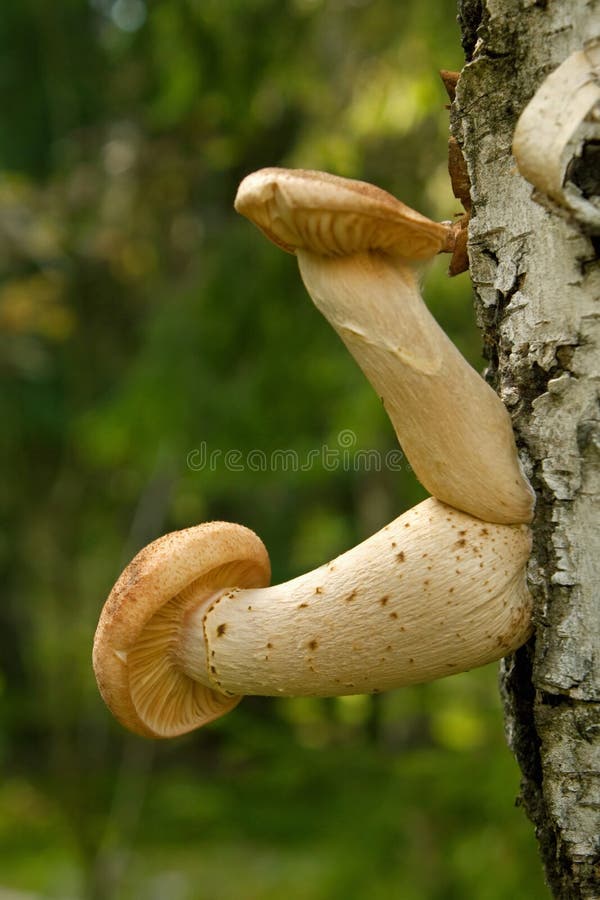 Honey mushrooms growing at tree stock photo