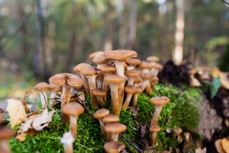 Honey mushrooms growing at tree by a group royalty free stock photography