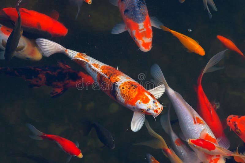 Koi Carps Fish Japanese swimming stock images