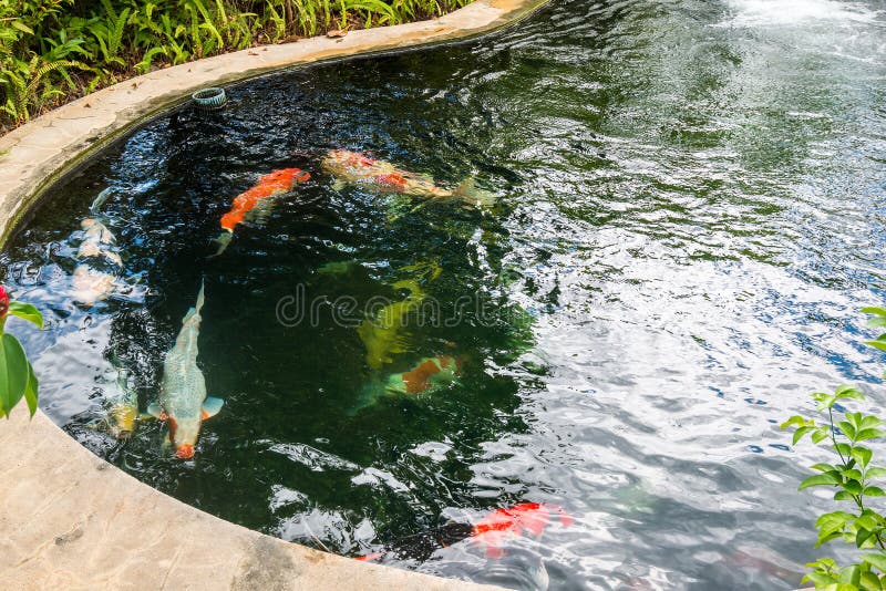 Koi fish carps swimming in pond royalty free stock photo
