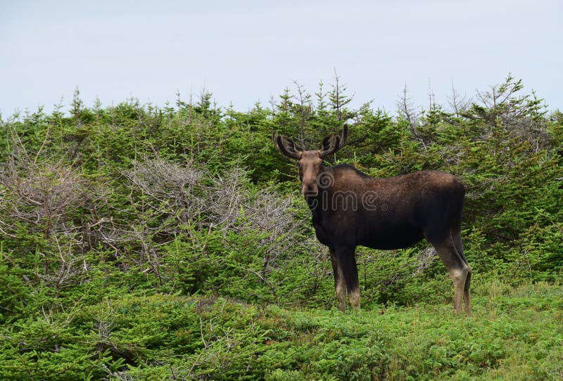 Moose standing in a forest clearing. Moose with small rack standing in a grass area in a forest clearing, Newfoundland Canada royalty free stock photo