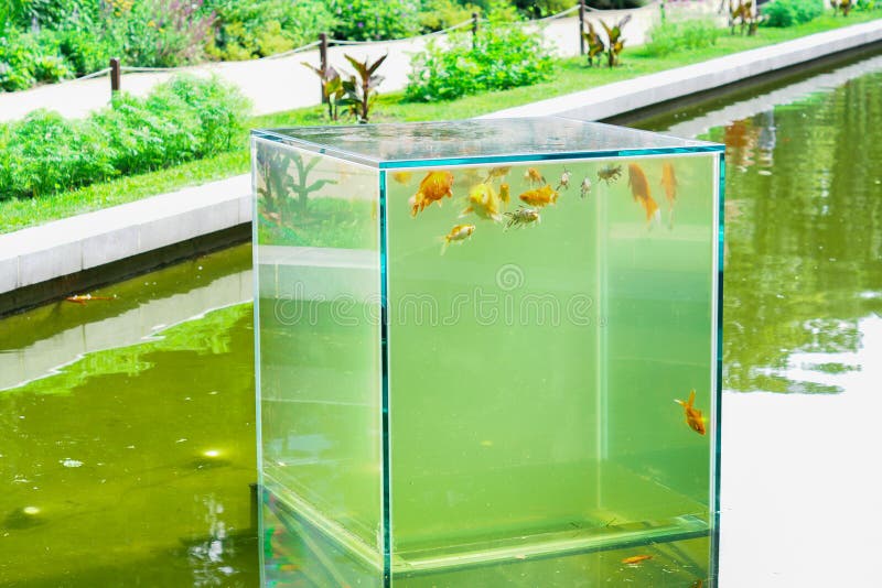 Moscow, Russia - July 12,2018: Botanical garden of Moscow state univercity. Floating cube aquarium with koi carps stock photo