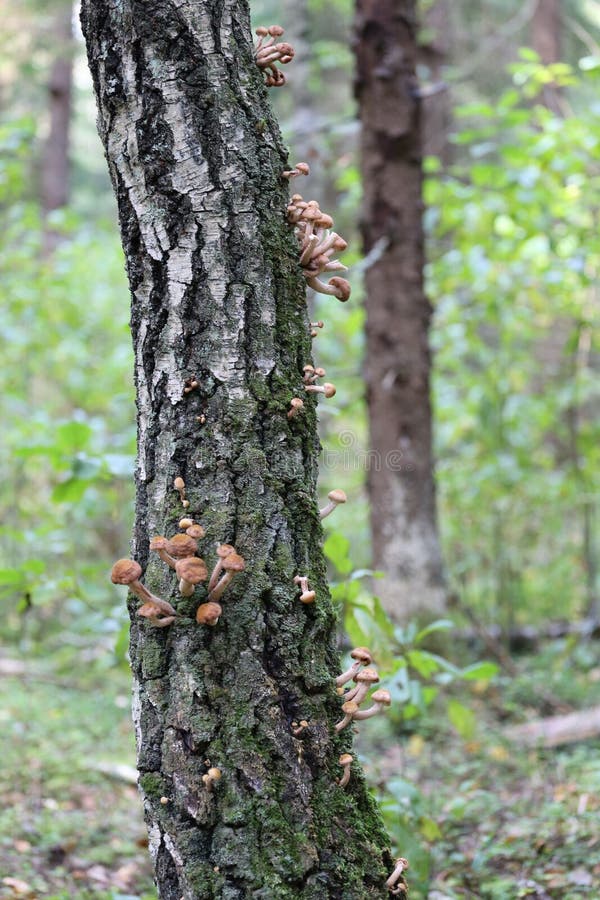 Mushrooms growing at tree royalty free stock photography