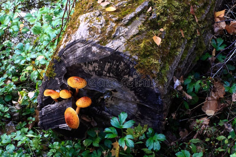 mushrooms on the tree trunk. Group of yellow honey agaric growing in the forest stock photo