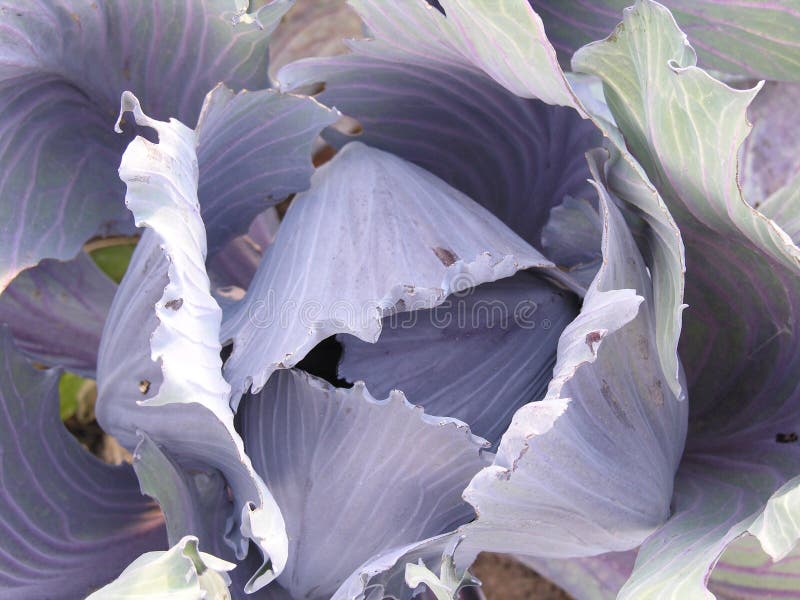 Red cabbage royalty free stock photography