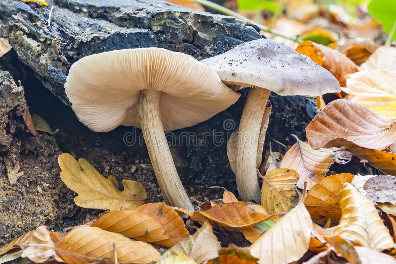 Two beautiful big honey agaric armillaria growing out of a dead tree stump stock photography