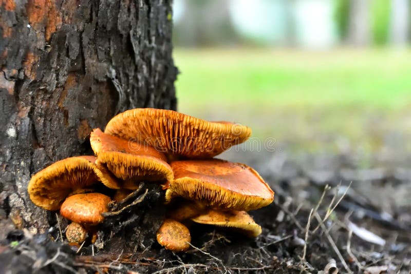 Wild Honey Mushrooms royalty free stock photography