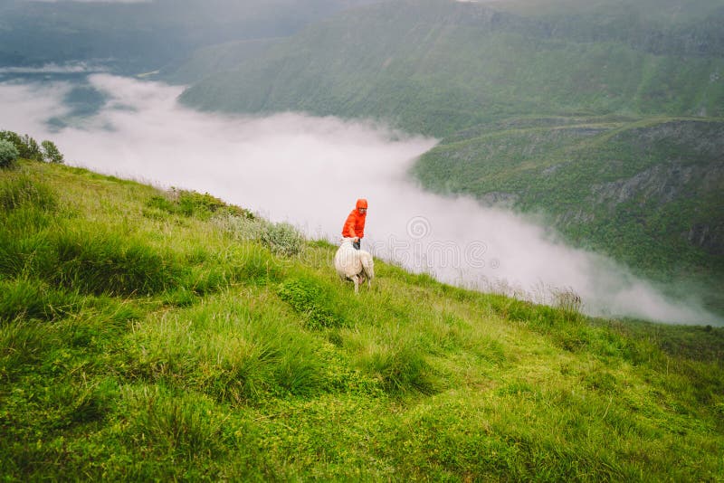 Woman hiker posing on mountain in norway in rainy weather near sheep. Tourist and cattle on clearing in a mountain area in the. Woman hiker posing on mountain in stock photography