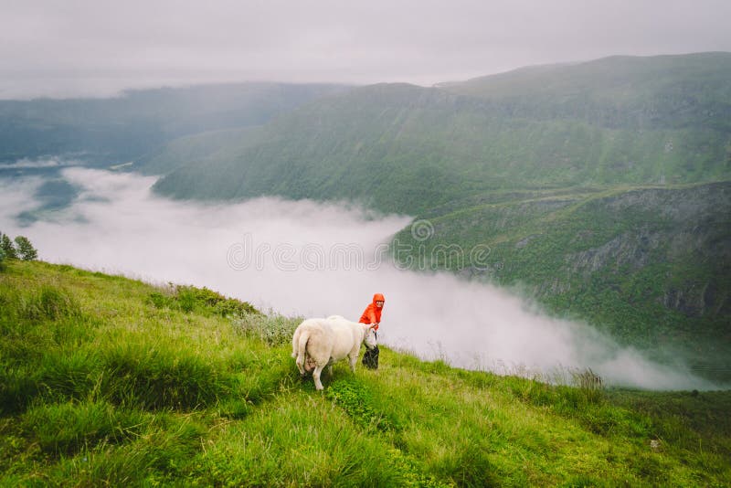 Woman hiker posing on mountain in norway in rainy weather near sheep. Tourist and cattle on clearing in a mountain area in the. Woman hiker posing on mountain in royalty free stock photography