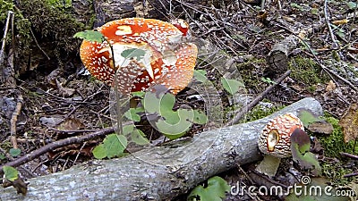 Agarics Growing In The Forest, static. In the forest, under the branches growing agaric stock footage