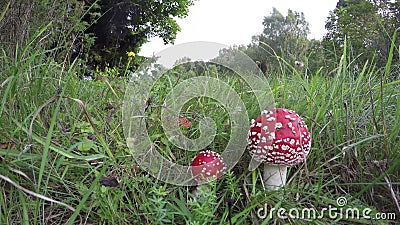 Amanita muscaria fly agarics growing in field, time lapse 4K. Two young red and white fly agarics with snails crawling growing in the meadow by the forest on stock video footage