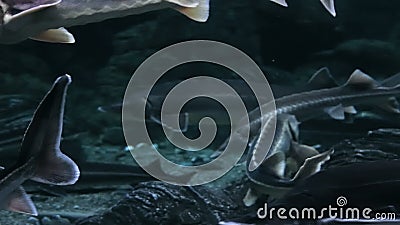 Fish Life In Urban Aquarium - Sturgeon Fishes. Panoramic view at a variety of fishes belonging to the family Acipenseridae / Sturgeon, through glass of a big stock footage