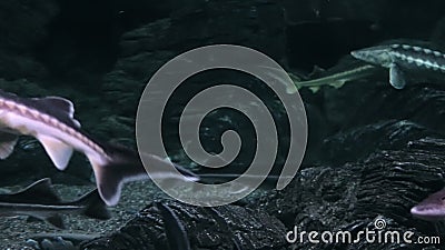 Fish life in urban aquarium - sturgeon fishes. Panoramic view at a variety of fishes belonging to the family Acipenseridae / Sturgeon, through glass of a big stock video