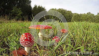 Four Amanita muscaria growing in field, time lapse 4K. Four red and white fly agarics in the meadow by the forest on overcast summer day, time lapse 4K stock video footage