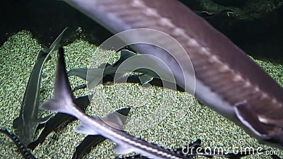 Freshwater fish sturgeon, sturgeon, and Sevryuga swim on the sandy bottom of the aquarium. Marine life. Fish stock footage