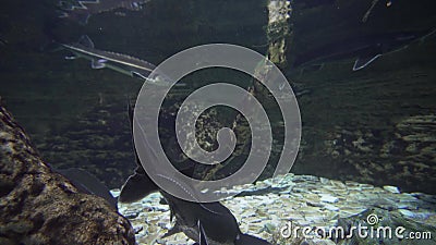 Large sturgeon fish swim in aquarium stock footage video. Large sturgeon fish swim in an aquarium stock footage video stock video
