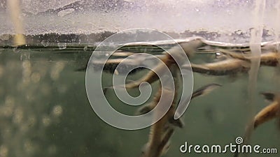 A little sturgeon on a fish farm. Young sturgeon on a fish farm sails in a dirty aquarium stock footage