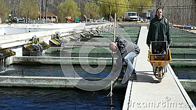 Man owner of sturgeon farm with female worker catching fish in tank. Outdoors stock footage