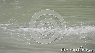 Release of sturgeon fry in a natural pond. Restoration of the sturgeon population in nature stock footage