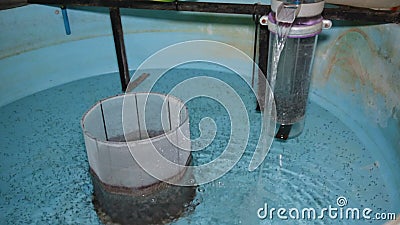 Round tank for growing sturgeon fry on industrial fish farm. Small round tank for growing sturgeon fry on industrial fish farm stock footage