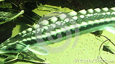 Starry sturgeon fishes. In a large aquarium stock video footage