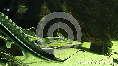 Starry sturgeon fishes. In a large aquarium stock video footage