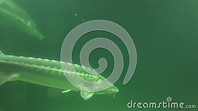 Sturgeon fish swimming in green water. Sturgeon fish Acipenser swimming in green water, UHD 4K stock video footage